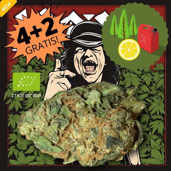 Acdc CBD