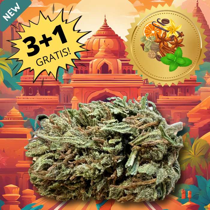 Oriental Trip cannabis CBD