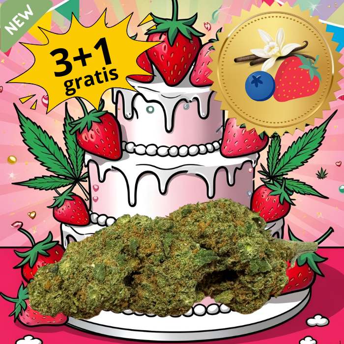 Wedding Cake cannabis CBD